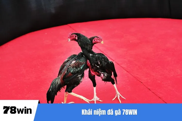 Khái niệm đá gà 78WIN