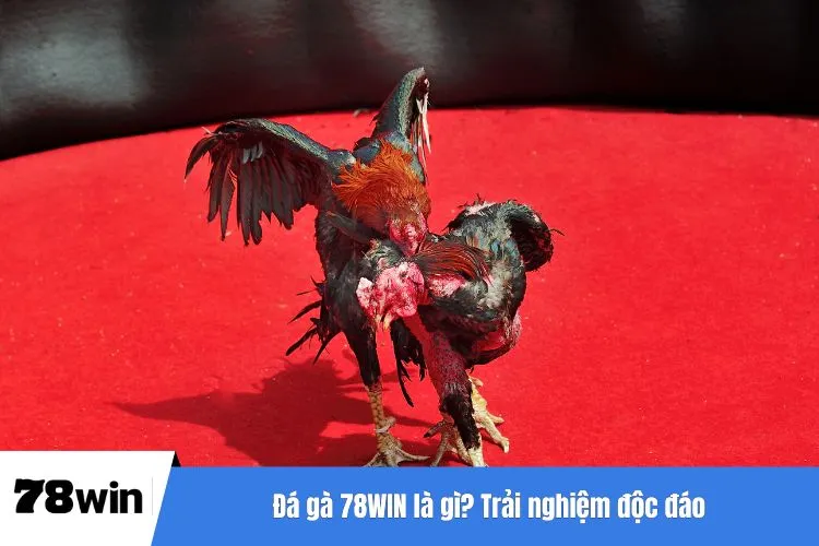 Đá gà 78WIN là gì? Trải nghiệm độc đáo cho người chơi hiện đại